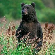 Kodiakbeer (Ursus arctos middendorffi) staat op achterpoten in hoog gras, Kodiak, Alaska, USA